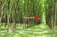 LP63090153-Urgent sale of land with rubber trees, Yasothon Province, 43 rai