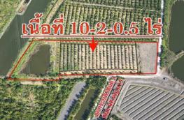 กดที่นี่เพื่อแสดงรายละเอียด