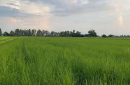กดที่นี่เพื่อแสดงรายละเอียด