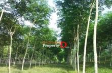 LP63110001-Land for sale 51 rai 1 ngan 3 square wah, Mueang Yasothon.