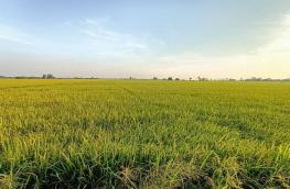 กดที่นี่เพื่อแสดงรายละเอียด