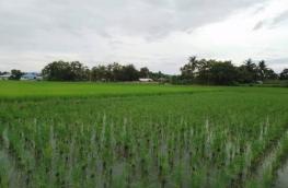 กดที่นี่เพื่อแสดงรายละเอียด