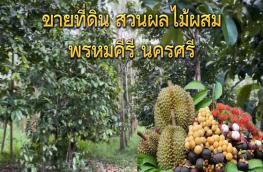 กดที่นี่เพื่อแสดงรายละเอียด